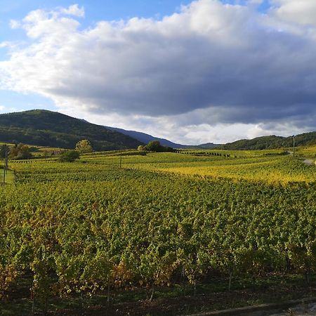 Cocon De Caractere Au Coeur Des Vignes Alsaciennes Appartement Bergheim Buitenkant foto