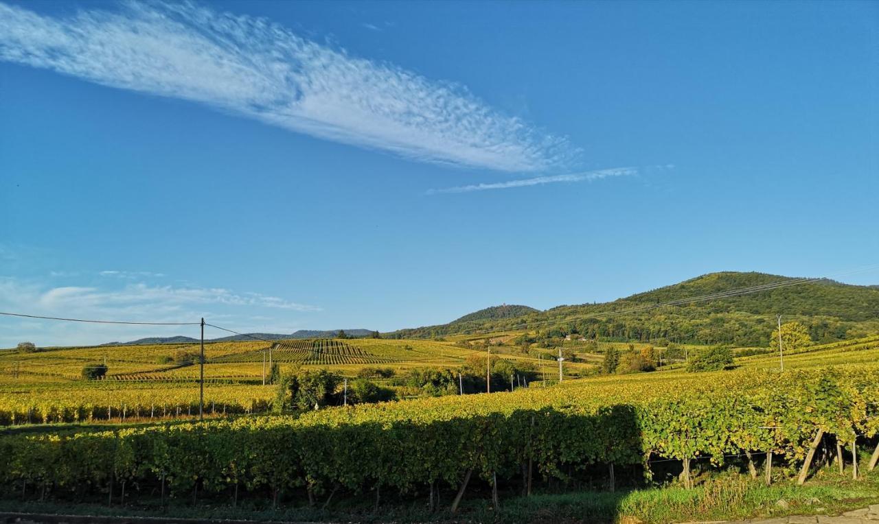 Cocon De Caractere Au Coeur Des Vignes Alsaciennes Appartement Bergheim Buitenkant foto