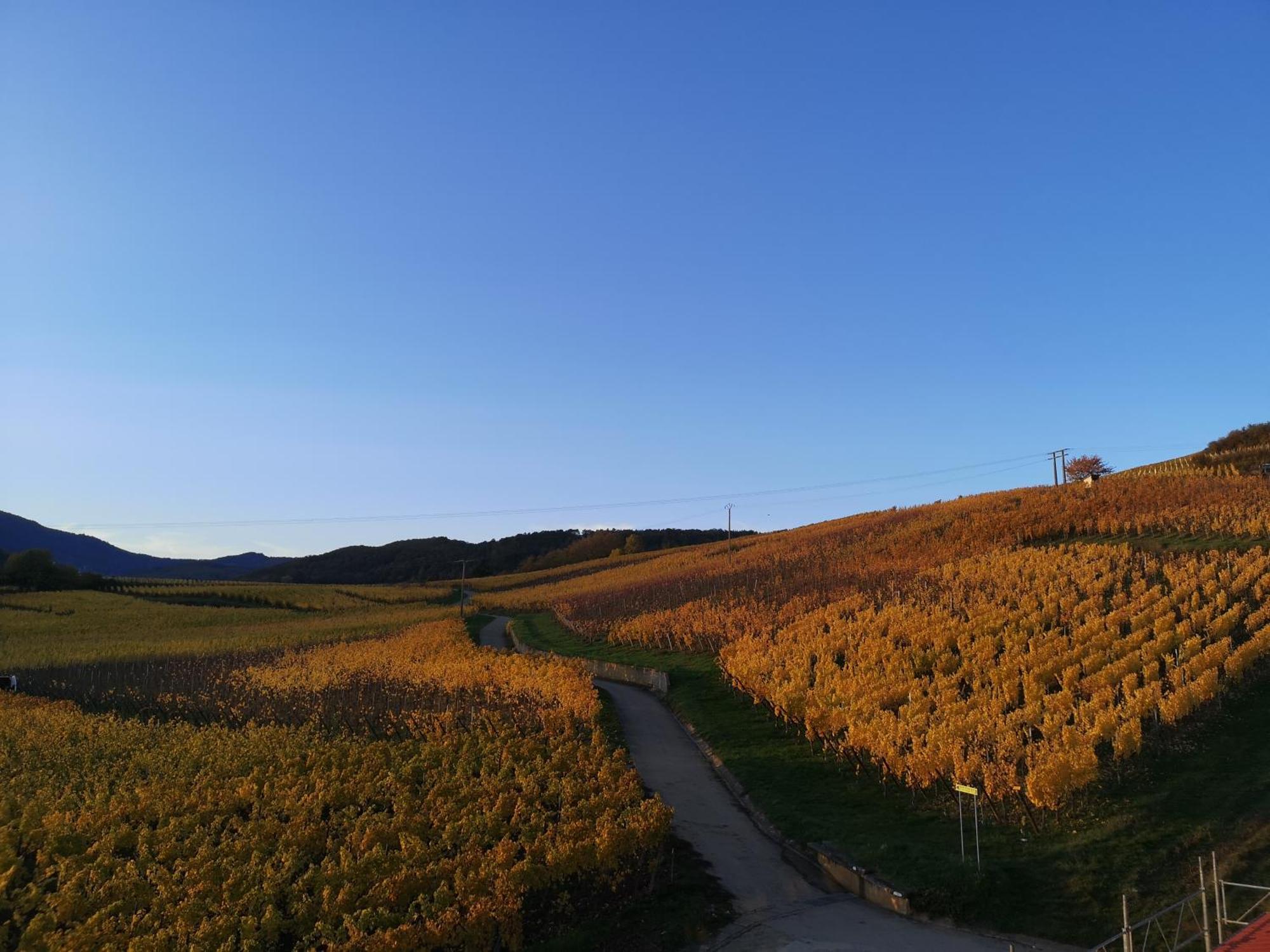 Cocon De Caractere Au Coeur Des Vignes Alsaciennes Appartement Bergheim Buitenkant foto